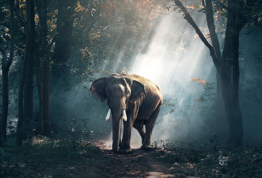 Słoń w Tajlandii